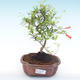 Kryty bonsai-PUNICA granatum nana-Pomegranate PB2192053 - 1/3