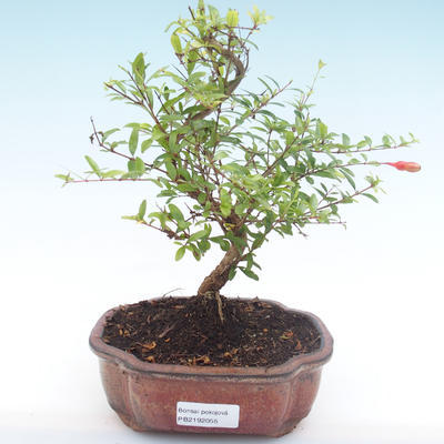 Kryty bonsai-PUNICA granatum nana-Pomegranate PB2192055 - 1