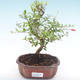 Kryty bonsai-PUNICA granatum nana-Pomegranate PB2192055 - 1/3