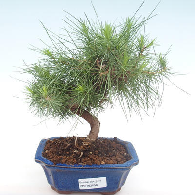 Indoor bonsai-Pinus halepensis-Aleppo sosna PB2192056