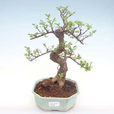 Kryty bonsai - Ulmus parvifolia - Wiąz mały liść PB22056 - 1