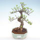 Kryty bonsai - Ulmus parvifolia - Wiąz mały liść PB22056 - 1/3