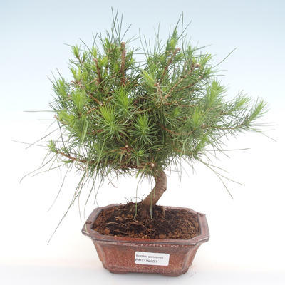 Kryty sosna bonsai-Pinus halepensis-Aleppo PB2192057