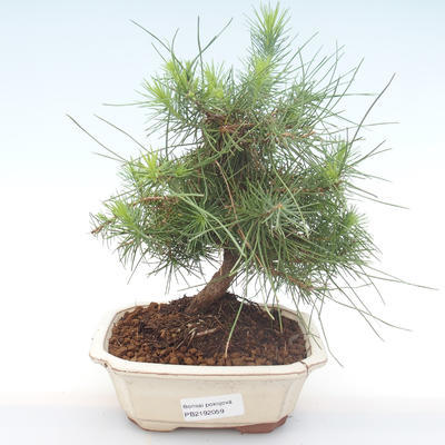 Indoor bonsai-Pinus halepensis-Aleppo sosna PB2192059