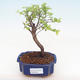 Kryty bonsai - Sagerécie thea - Sagerécie thea PB220059 - 1/4