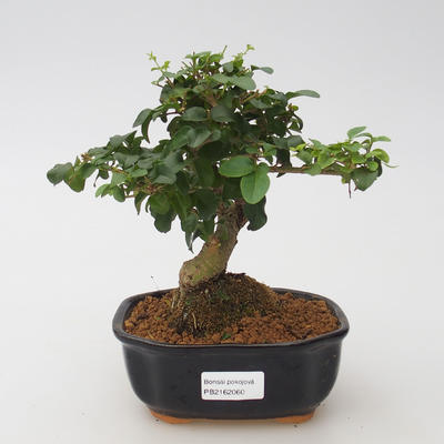 Pokój bonsai -Ligustrum chinensis - Ptasie oko - 1