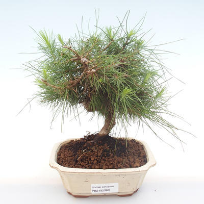 Kryty sosna bonsai-Pinus halepensis-Aleppo PB2192060