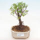 Kryty bonsai - Sagerécie thea - Sagerécie thea PB22060 - 1/4