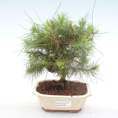 Kryty sosna bonsai-Pinus halepensis-Aleppo PB2192061