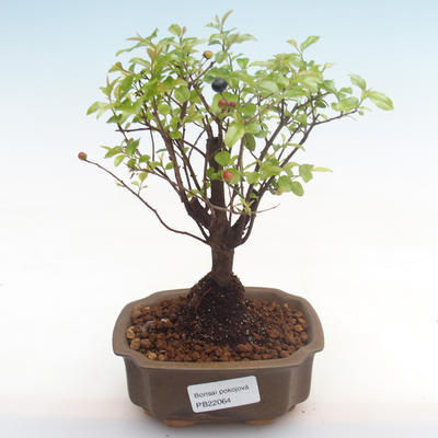 Kryty bonsai - Sagerécie thea - Sagerécie thea PB22064 - 1
