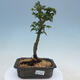 Bonsai na zewnątrz - Acer palmatum Shishigashira - 1/2