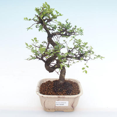 Kryty bonsai - Ulmus parvifolia - Wiąz mały liść PB2192066 - 1
