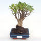 Kryty bonsai - Ficus retusa - ficus mały liść PB22066 - 1/2