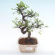 Kryty bonsai - Ulmus parvifolia - Wiąz mały liść PB2192066 - 1/3