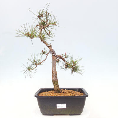 Outdoor bonsai - Pinus Sylvestris - sosna zwyczajna - 1