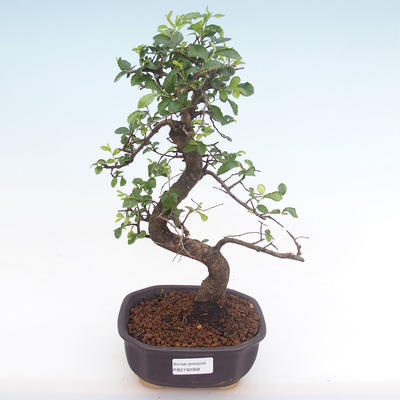 Kryty bonsai - Ulmus parvifolia - Wiąz mały liść PB2192068 - 1