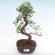 Kryty bonsai - Ulmus parvifolia - Wiąz mały liść PB2192068 - 1/3