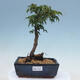 Bonsai na zewnątrz - Acer palmatum Shishigashira - 1/2