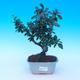 Pokój bonsai - Carmona macrophylla - herbata fuki - 1/5