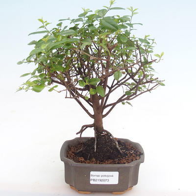 Kryty bonsai - Sagerécie thea - Sagerécie thea PB2192073 - 1
