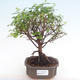Kryty bonsai - Sagerécie thea - Sagerécie thea PB2192073 - 1/4