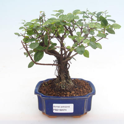 Kryty bonsai - Sagerécie thea - Sagerécie thea PB2192074 - 1