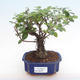 Kryty bonsai - Sagerécie thea - Sagerécie thea PB2192074 - 1/4