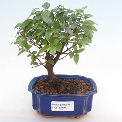Kryty bonsai - Sagerécie thea - Sagerécie thea PB2192075 - 1
