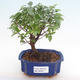 Kryty bonsai - Sagerécie thea - Sagerécie thea PB2192075 - 1/4