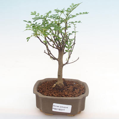Kryty bonsai - Zantoxylum piperitum - drzewo pieprzowe PB2192077 - 1