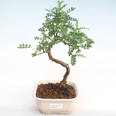 Kryty bonsai - Zantoxylum piperitum - Drzewo pieprzowe PB22078 - 1