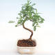 Kryty bonsai - Zantoxylum piperitum - Drzewo pieprzowe PB22078 - 1/4