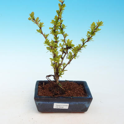 Outdoor bonsai - Berberis thunbergii - berberys