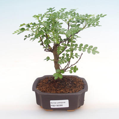 Kryty bonsai - Zantoxylum piperitum - drzewo pieprzowe PB2192080 - 1