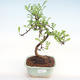 Kryty bonsai - Zantoxylum piperitum - Drzewo papryki PB22080 - 1/4