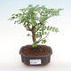 Kryty bonsai - Zantoxylum piperitum - drzewo pieprzowe PB2192080 - 1/5