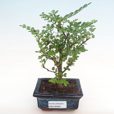 Kryty bonsai - Zantoxylum piperitum - drzewo pieprzowe PB2192083 - 1