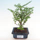 Kryty bonsai - Zantoxylum piperitum - drzewo pieprzowe PB2192083 - 1/5