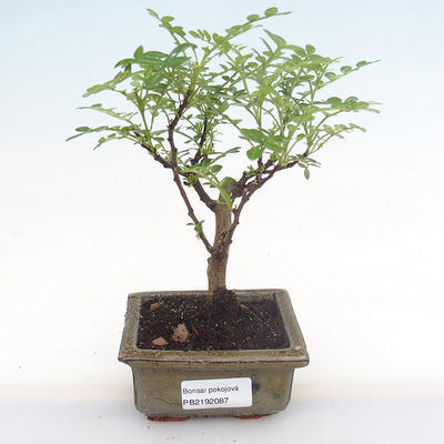 Kryty bonsai - Zantoxylum piperitum - drzewo pieprzowe PB2192087 - 1