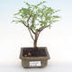 Kryty bonsai - Zantoxylum piperitum - drzewo pieprzowe PB2192087 - 1/5