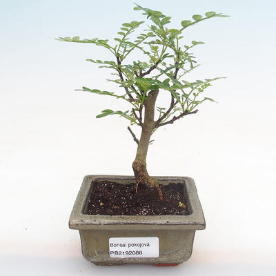 Kryty bonsai - Zantoxylum piperitum - drzewo pieprzowe PB2192088 - 1