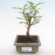 Kryty bonsai - Zantoxylum piperitum - drzewo pieprzowe PB2192088 - 1/5