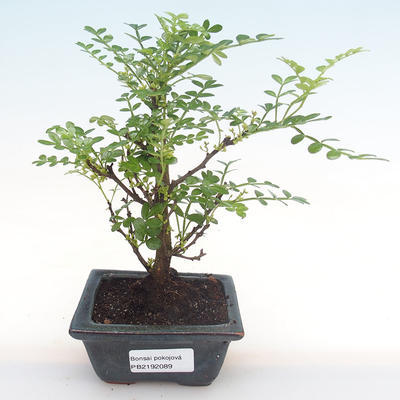 Kryty bonsai - Zantoxylum piperitum - drzewo pieprzowe PB2192089 - 1