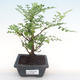 Kryty bonsai - Zantoxylum piperitum - drzewo pieprzowe PB2192089 - 1/5