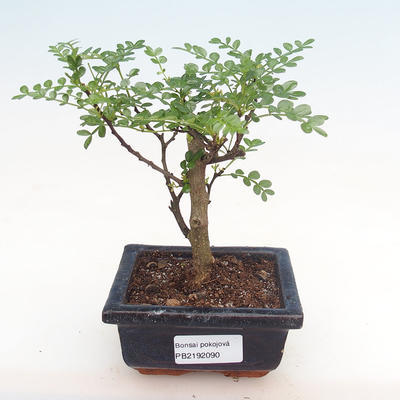 Kryty bonsai - Zantoxylum piperitum - drzewo pieprzowe PB2192090 - 1