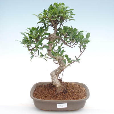 Kryty bonsai - Ficus retusa - ficus mały liść PB22090 - 1