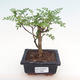 Kryty bonsai - Zantoxylum piperitum - drzewo pieprzowe PB2192090 - 1/5
