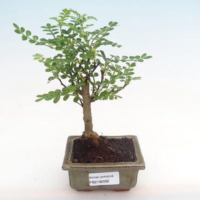 Kryty bonsai - Zantoxylum piperitum - drzewo pieprzowe PB2192092 - 1