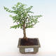 Kryty bonsai - Zantoxylum piperitum - drzewo pieprzowe PB2192092 - 1/5