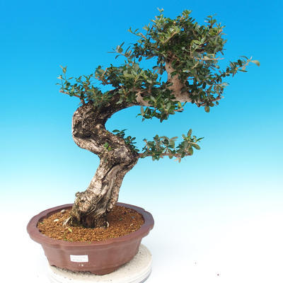 bonsai Room - Olea europaea sylvestris -Oliva Europejski drobnolistá - 1